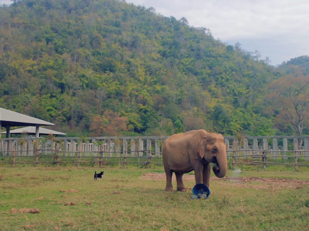 Elephant Nature Park, Chiang Mai