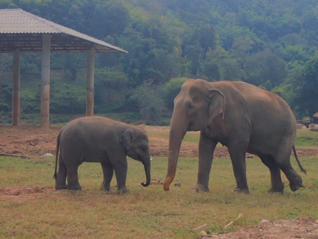 Elephant Nature Park, Chiang Mai