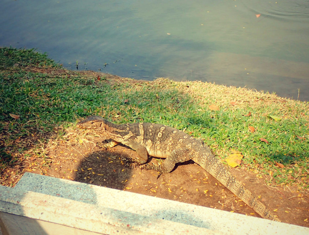 Monitor Lizard at Lumpini Park