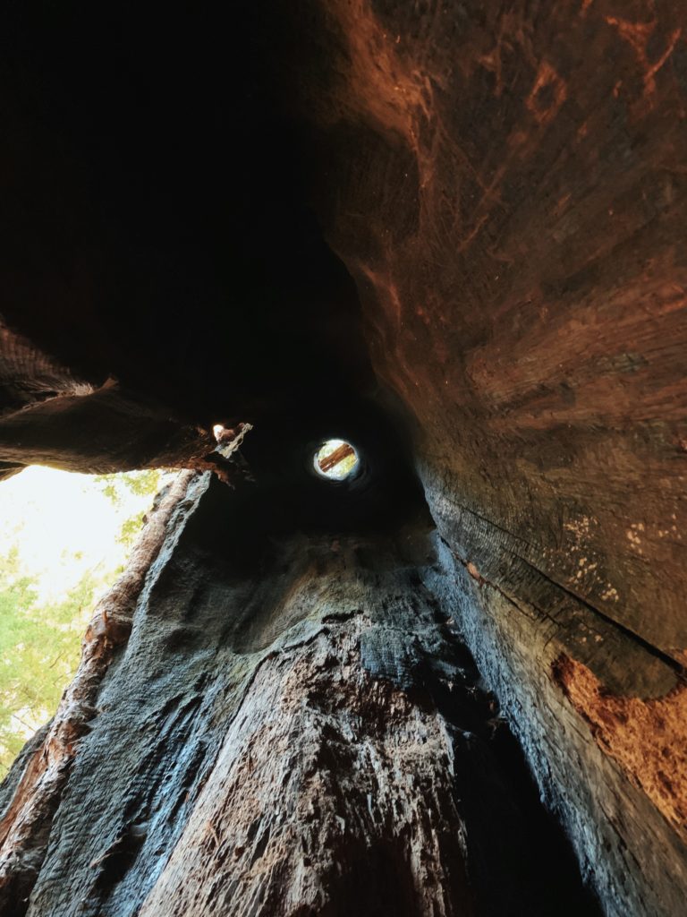 The Chimney Tree is a redwood tree that has been completely hollowed out by fire, so you can see the sky through a hole in the top
