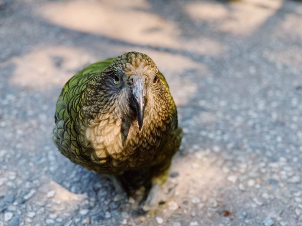 Kiwi Birdlife Park Queenstown