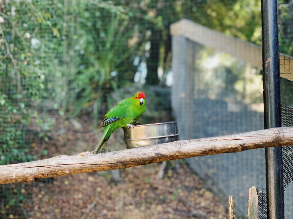 Kiwi Birdlife Park Queenstown