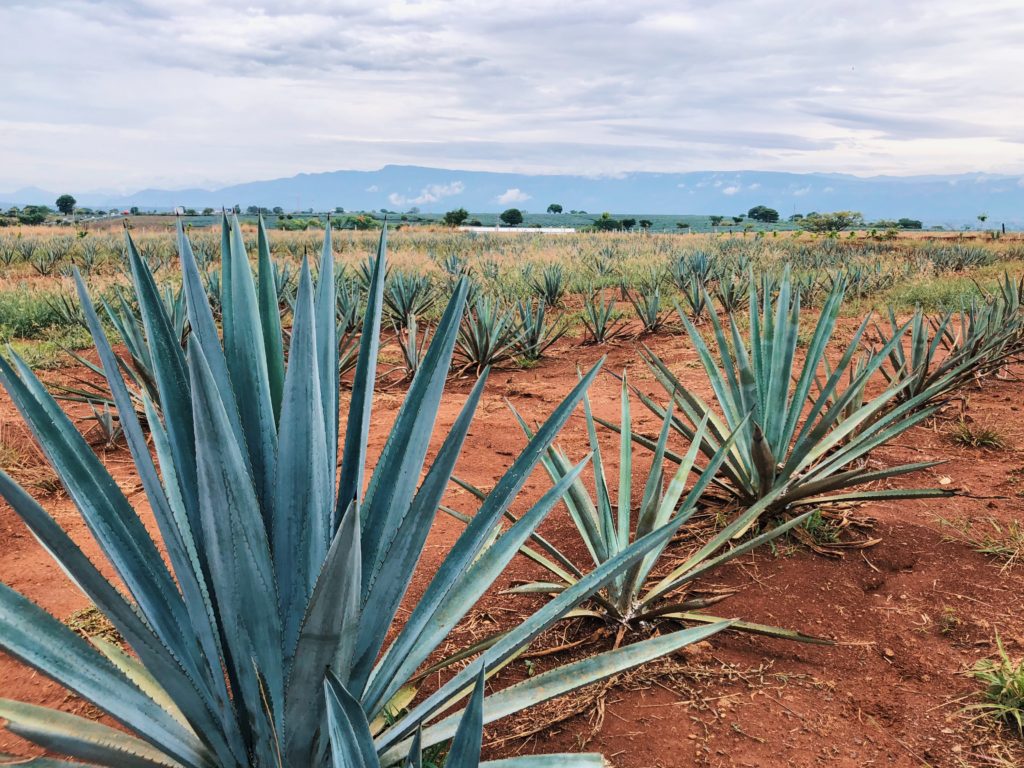 How to visit Tequila