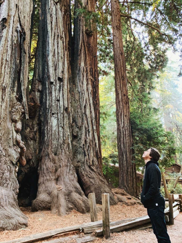 Derek looking upwards next to a grove of redwood trees