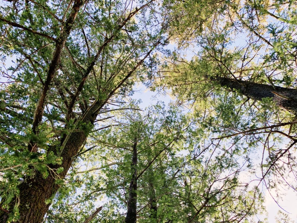 Lago Lomita Treehouse Airbnb California 