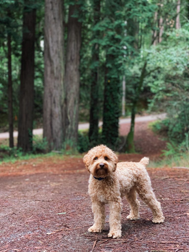 Kelly's dog Cooper in front of redwood trees