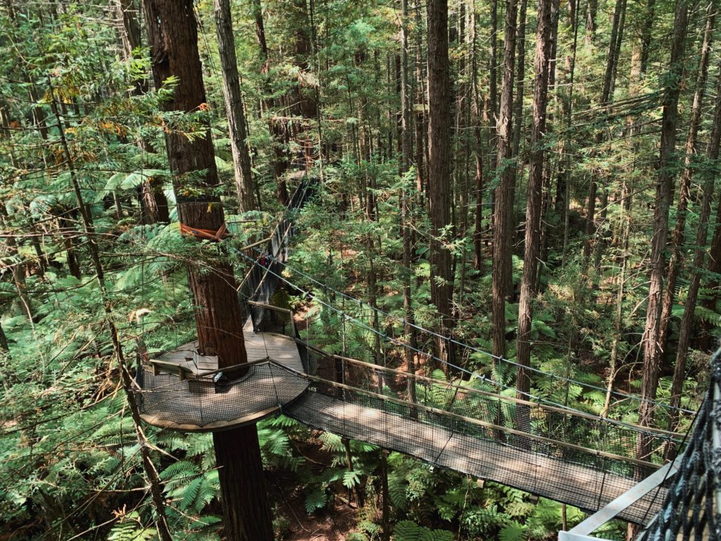 Views from above the Redwoods Treewalk suspension bride
