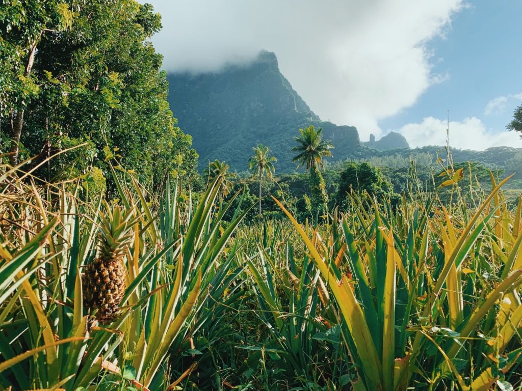 Moorea Travel Guide