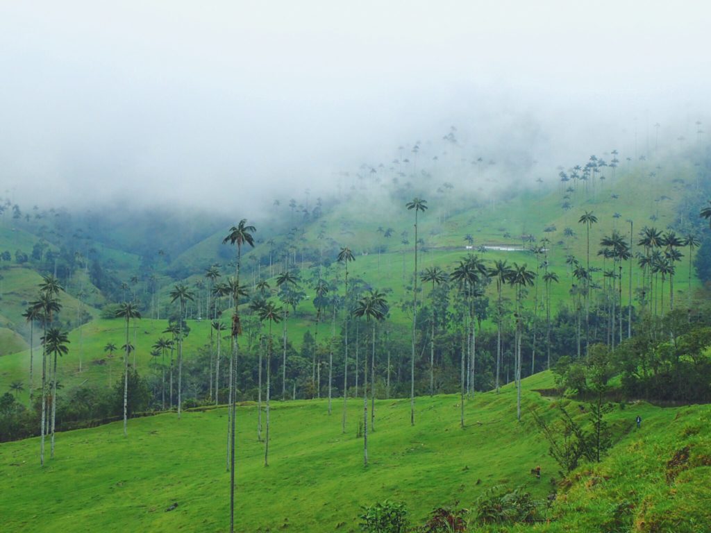 Cocora Valley, Colombia