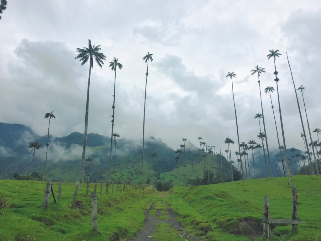 cocora valley