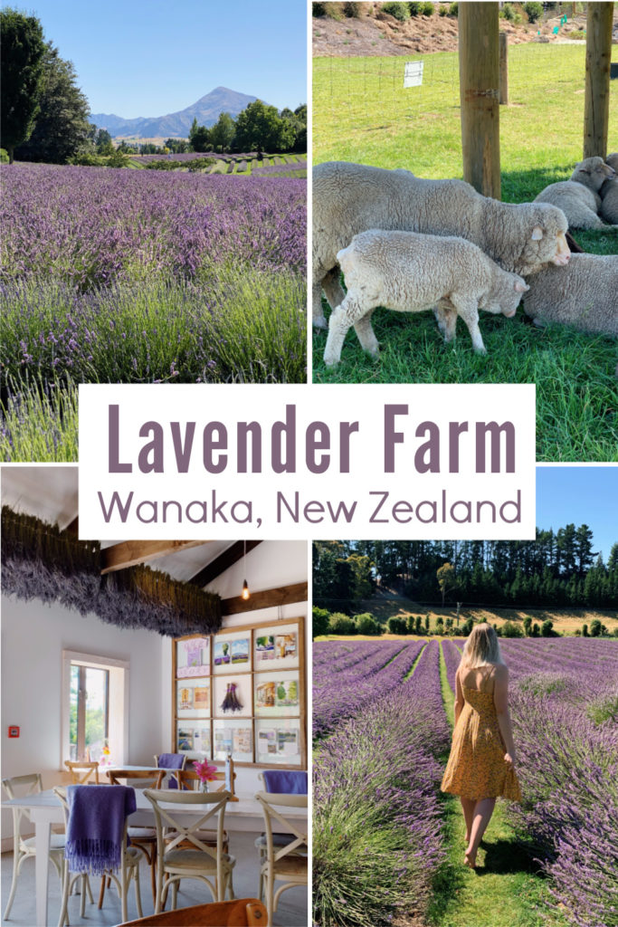 Wanaka Lavender Farm Blog Review