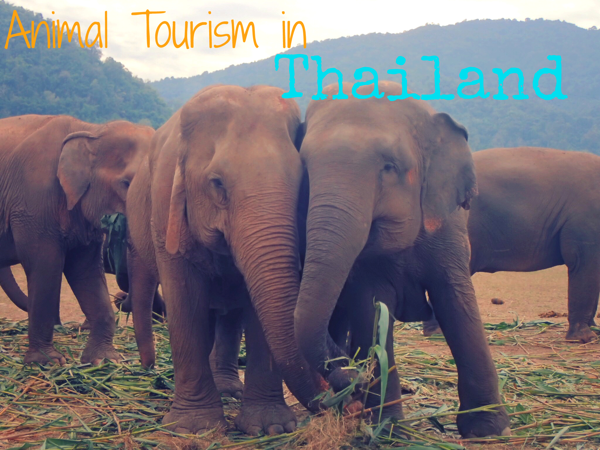 Animal Tourism in Thailand: Elephants, Tigers, and Monkeys, Oh My ...